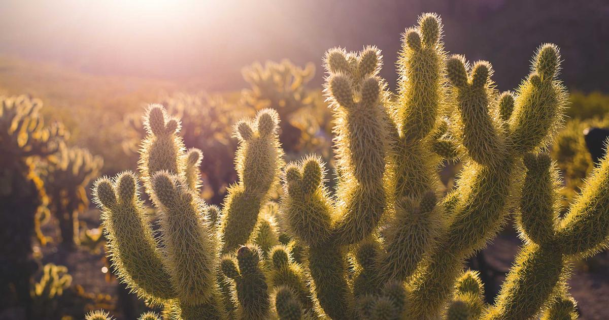 Dachbegrünung: So sparen Sie Energie und schützen das Klima